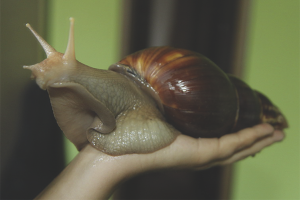 Achatina Bakımı