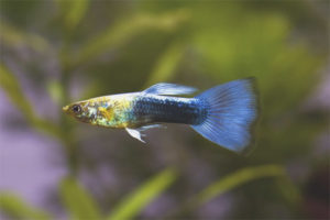 Hvordan ta vare på guppy fisk i et akvarium